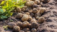 Ireland, Famine, and Robert Peel