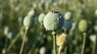China and the Opium War