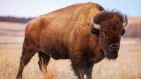 Struggles of the Plains Indians