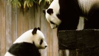 Extinction and Conservation