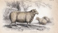 The Agricultural Revolution