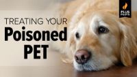 Treating Your Poisoned Pet