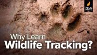 Why Learn Wildlife Tracking?