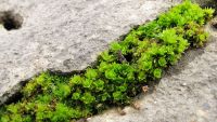 Moss Sex and Peat's Engineered Habitat