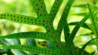 Fern Spores and the Vascular Conquest of Land