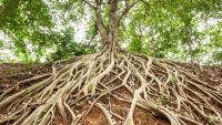 Roots and Symbiosis with Non-Plants