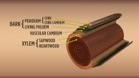Stems Are More Than Just the In-Between