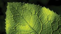 The Leaf as a Biochemical Factory
