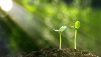 Photosynthesis Everyone Should Understand