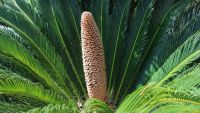 Advent of Seeds: Cycads and Ginkgoes
