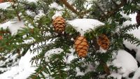 Why Conifers Are Holiday Plants