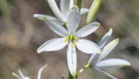 Secrets of Flower Power
