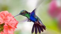 The Coevolution of Who Pollinates Whom