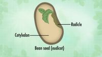 Plant Seeds Get Around