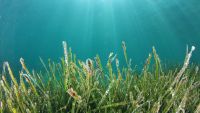 Water Plants Came from Land