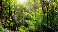 Why the Tropics Have So Many Plant Species