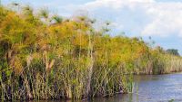 The Complexity of Grasses and Grasslands