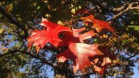 How Temperate Trees Change Color and Grow