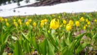 Alpine Cold Makes Plants Do Funny Things