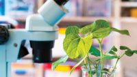 Modifying the Genes of Plants