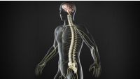 The Consequences of Stress