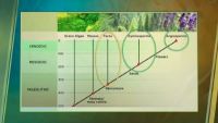 Organizing the Huge Diversity of Plants