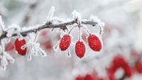 The Language of Botany