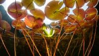 What the Terms Monocot, Dicot, and Eudicot Tell You