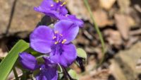 Parts of Three: The Monocots