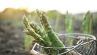 Monocots: Orchids, Asparagus, and Irises