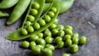 Eudicots: Peas and Beans