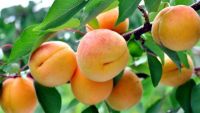 Rose Eudicots: Roses, Mulberries, and Elms