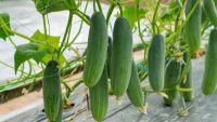 Eudicots: Squashes, Oaks, and Birches