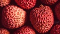 Eudicots: Maples, Cashews, and Chocolate
