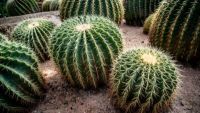 Pink Eudicots: Pinks, Cacti, and Relatives