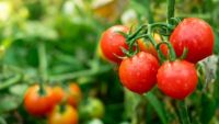 Tomato-Type Eudicots