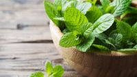Minty Eudicots with Liplike Flowers