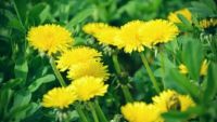Sunflower Eudicots: More than You Think