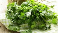 Parsley Eudicots: Plants with Umbels