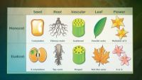 Now You See Plants