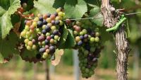 Winemaking-From Vineyard to Harvest