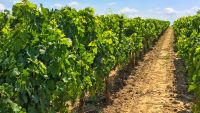 French Regions-Bordeaux and Loire