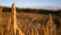What Early Agriculturalists Ate