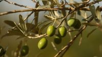 Classical Greece-Wine, Olive Oil, and Trade