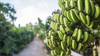 Food Imperialism around the World
