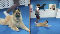 Impulse Control: Deepening Obedience