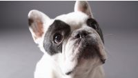 Verbal Cues: Developing Discrimination