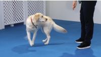 Tricks: Wave, Take a Bow, Spin, Heel