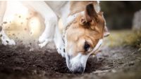 Housetraining, Chewing, and Digging