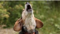 Managing Barking